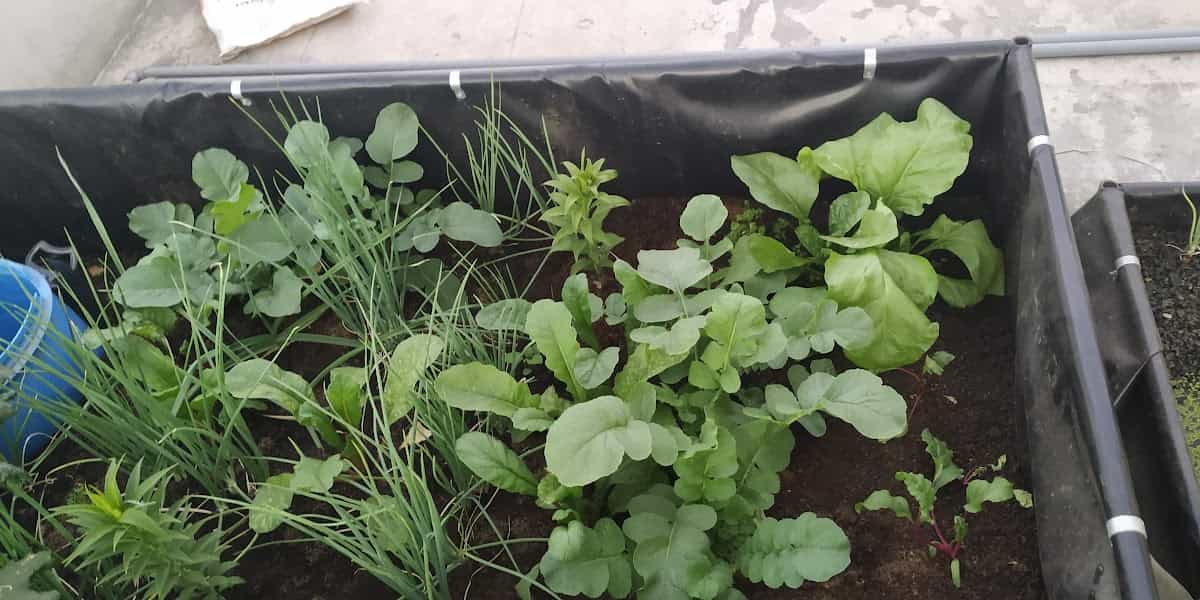 Customer Aquaponics Home System 5