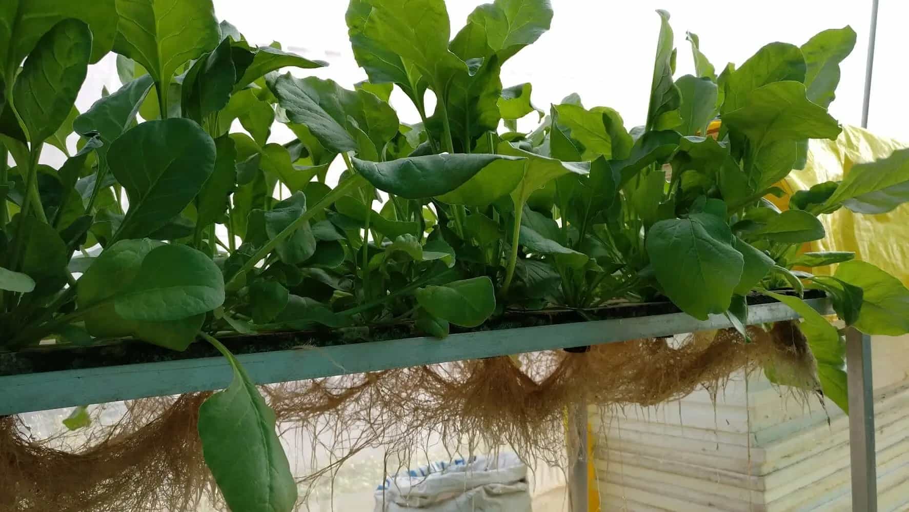 Aquaponics Healthy plant roots close-up