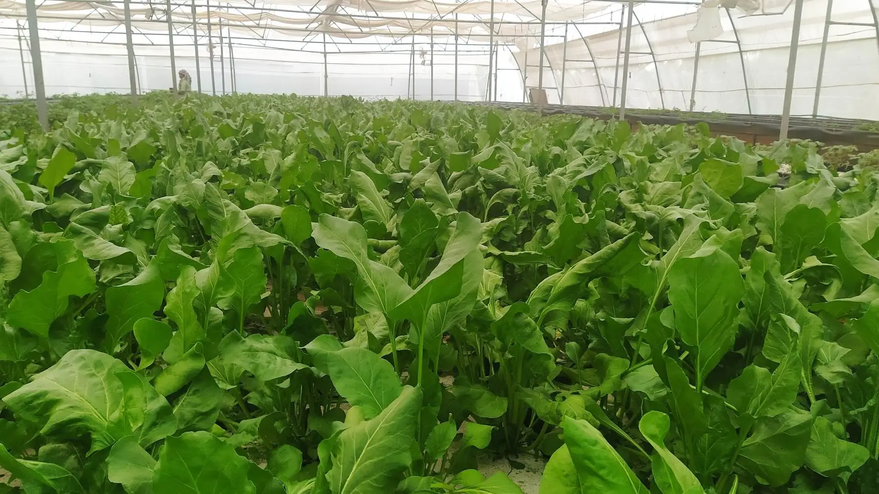 Commercial aquaponics system setup