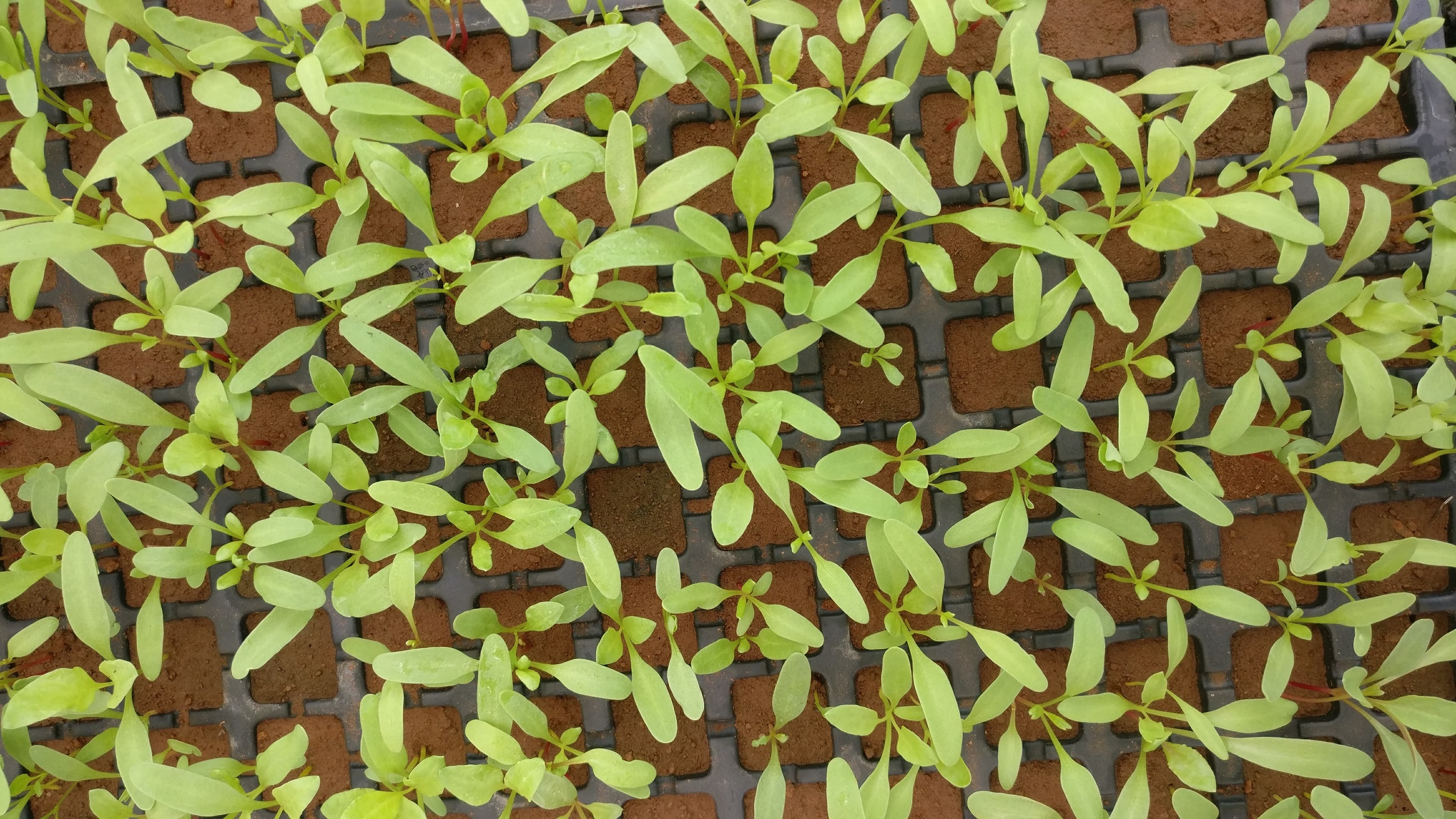 Grow your own food with home aquaponics