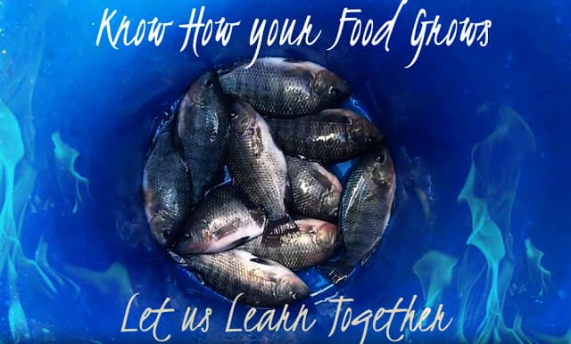 Know how your food grows aquaponics education