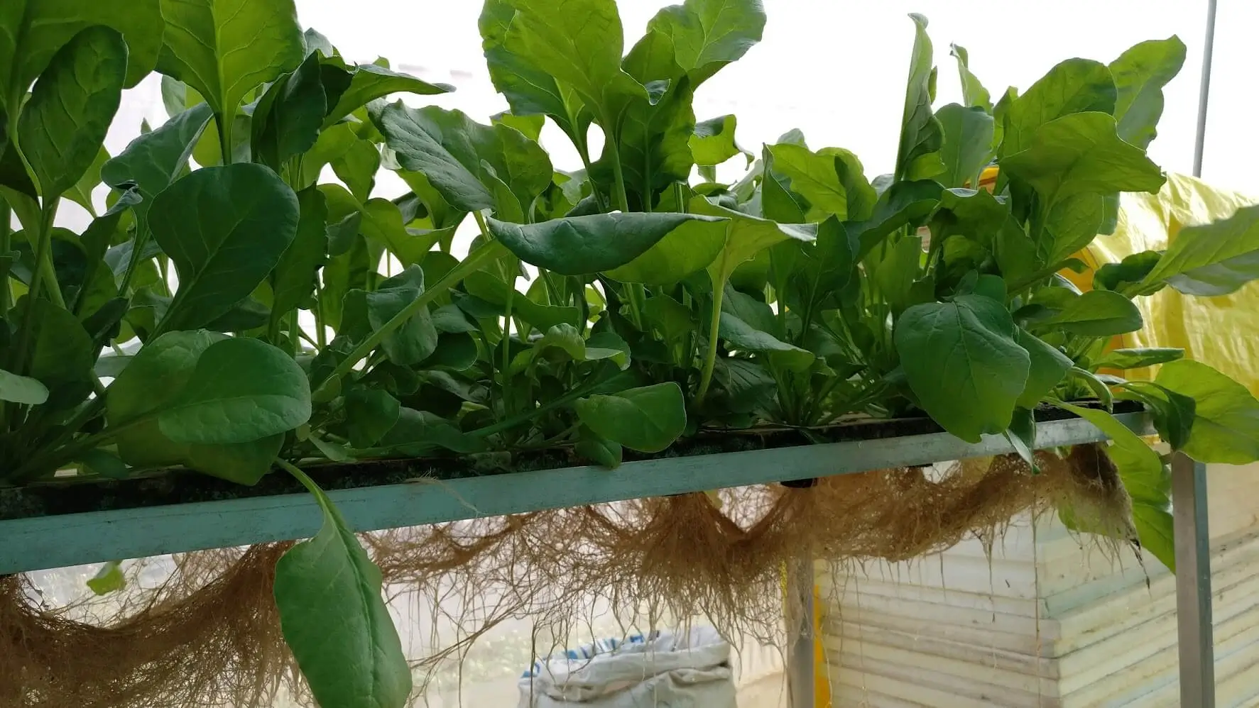Aquaponics Healthy plant roots close-up