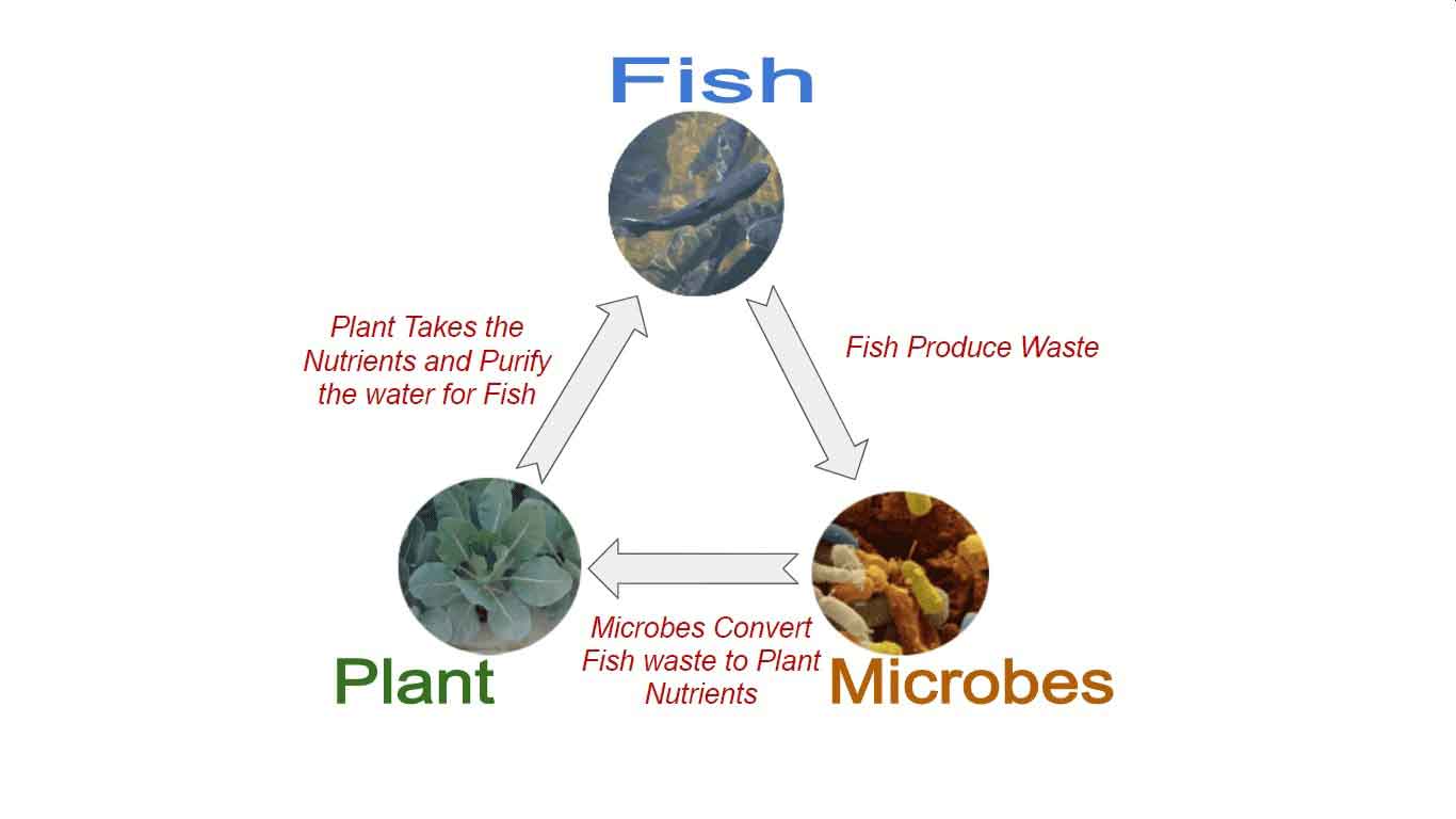 Aquaponics Cycle