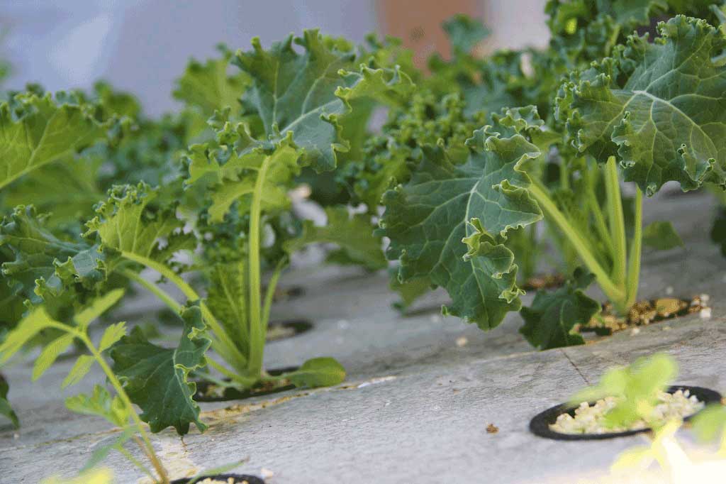 Neelithal Aquaponics